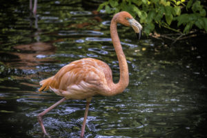 Zoo de New York - les animaux